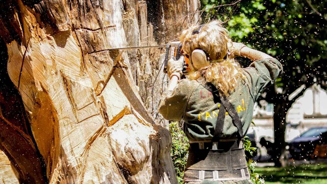 Large Tree Removal